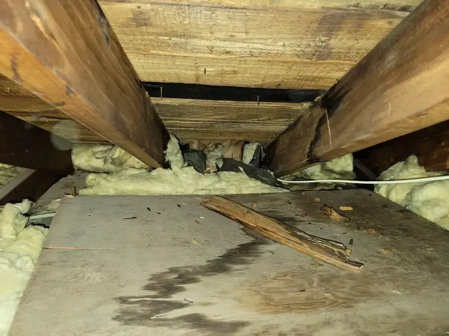 Water staining visible on attic decking and insulation